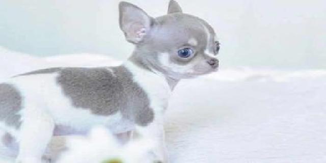 How to Train Your Chihuahua Puppy Talks