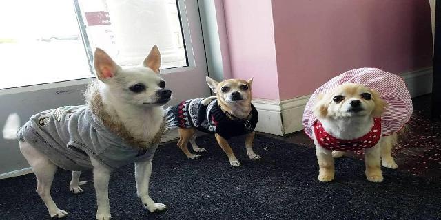 Chihuahuas Acting Like an Old Married Couple