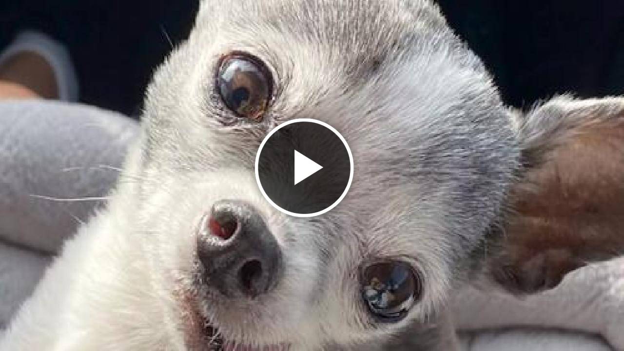 Old Singing Chihuahua Finds Forever Home (Video)
