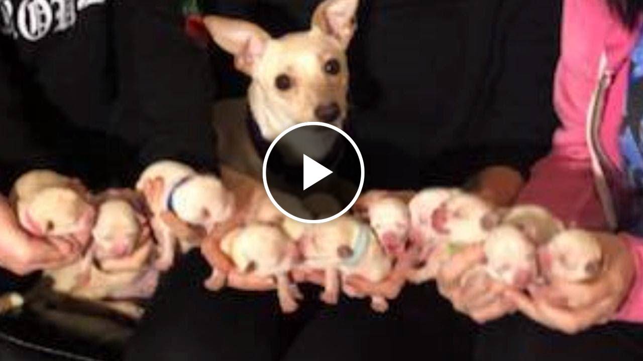 Chihuahua Breaks World Record by Having 11 Puppies