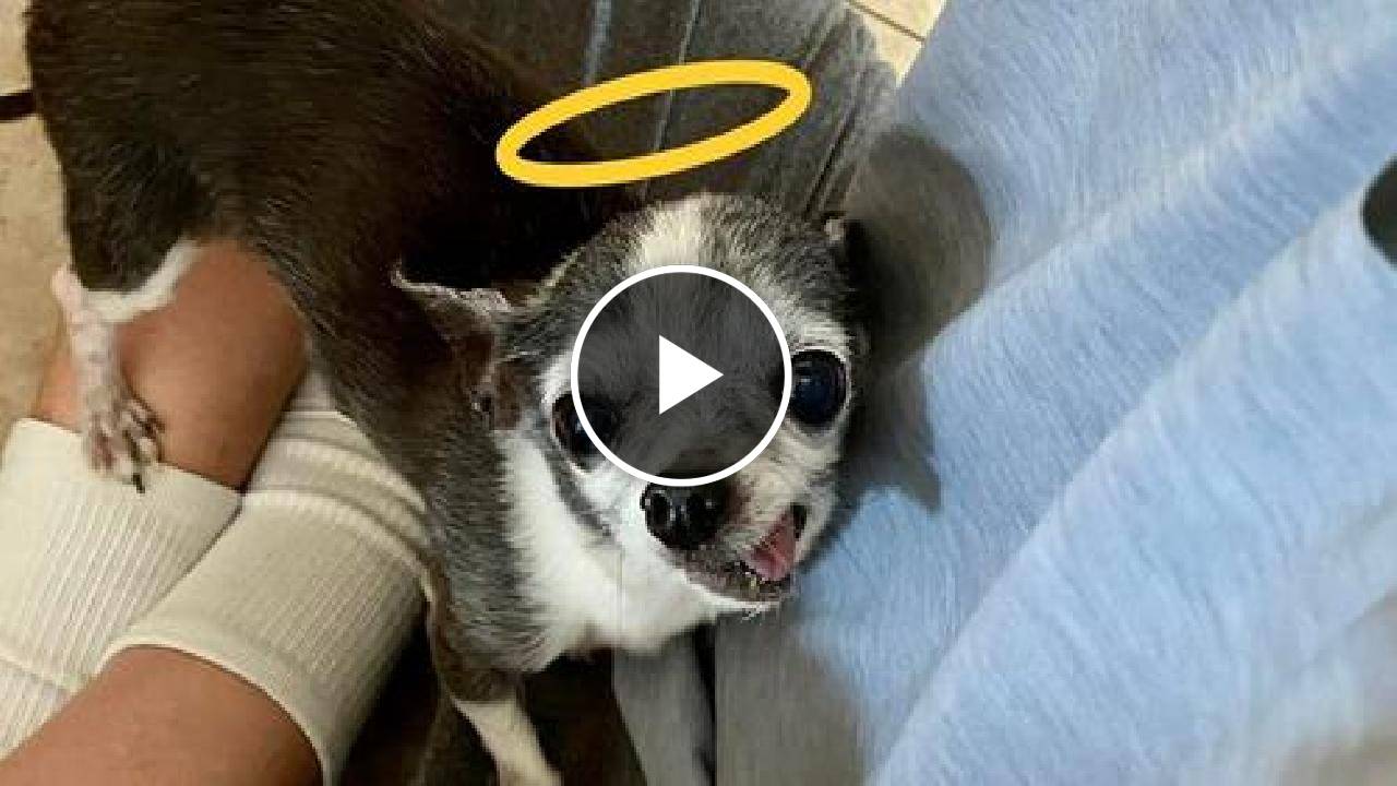 Elderly Singing Chihuahua, Finds Comfort and Love in His Forever Home
