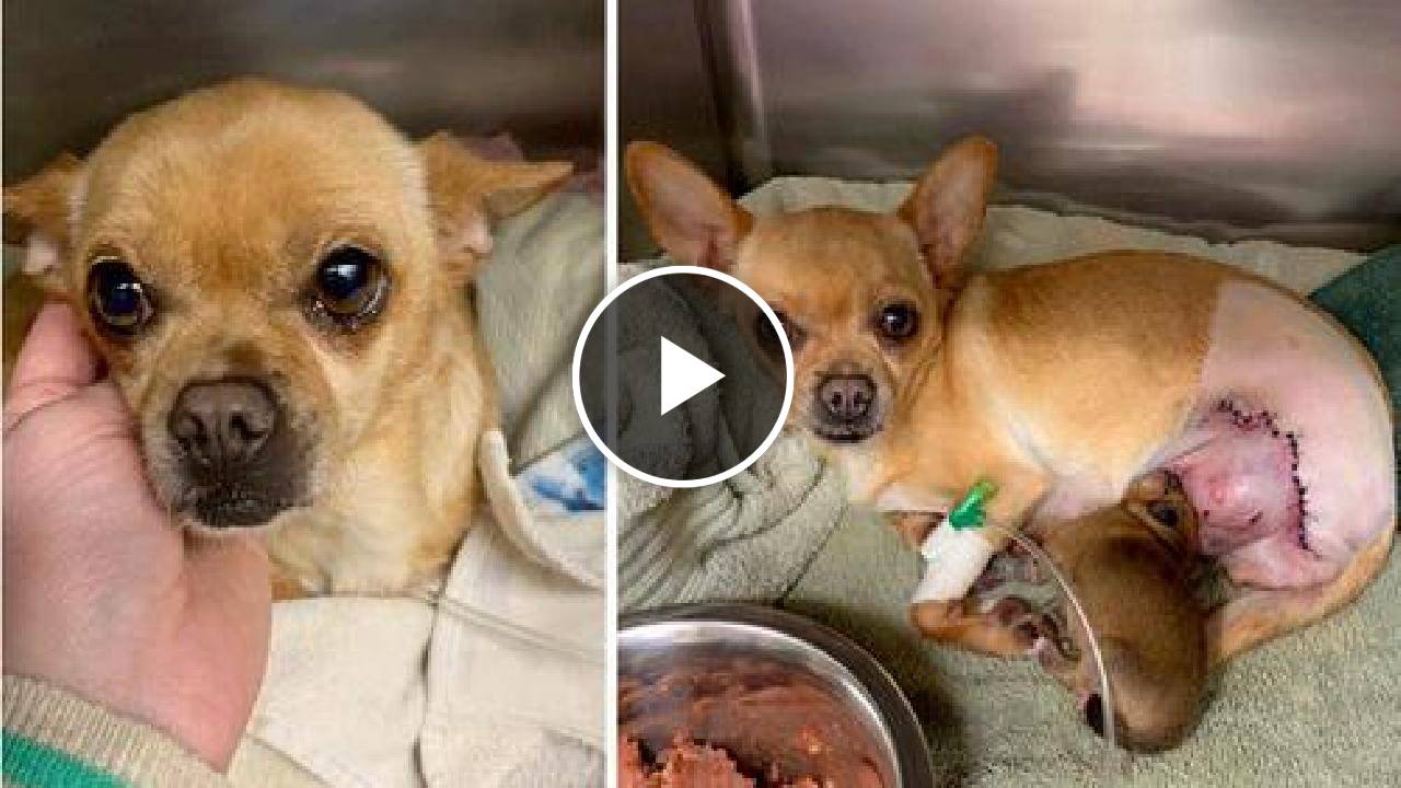 Chihuahua Gives Birth after Being Hit by a Car