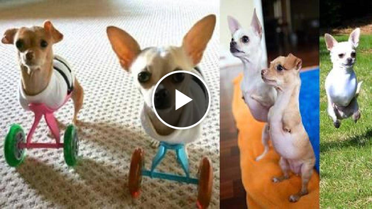 Two-Legged Chihuahua Siblings Adopted by a Couple