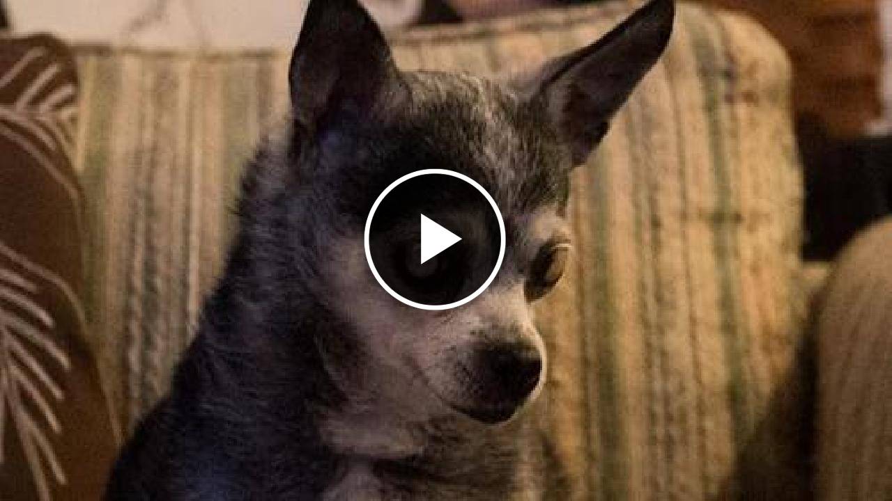 What It's Like Living With Old Chihuahua Who's Blind and Deaf