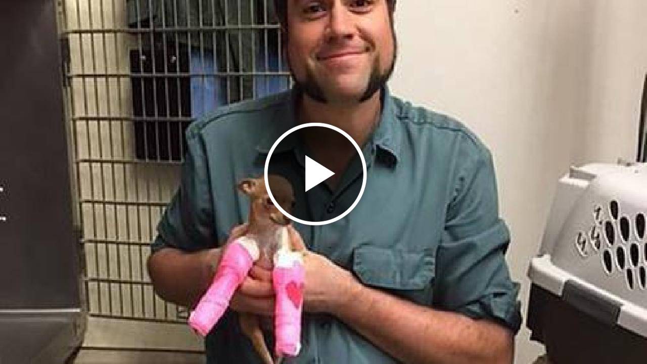Tiny Chihuahua Rescued From Dumpster Is Now In Good Hands