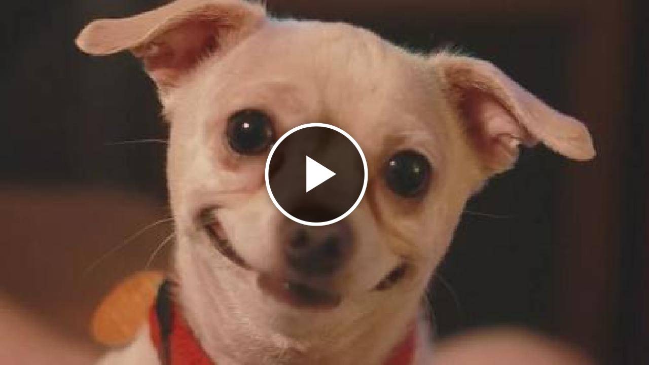 Chihuahua That Is Always Smiling Due to Rare Condition Is Looking for a Home