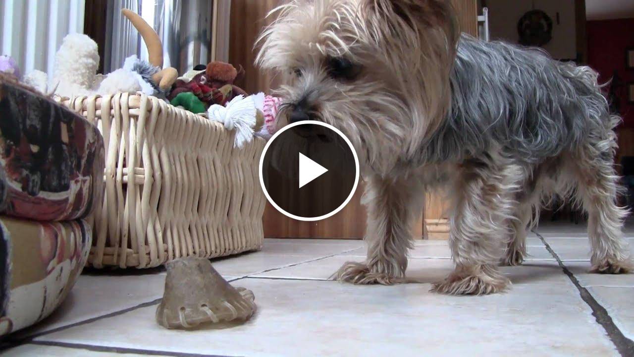 George the Yorkshire Terrier