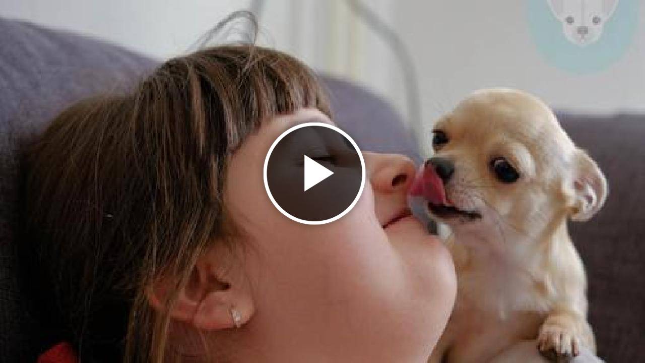 5 Reasons Why Your Chihuahua Licks Your Face So Much