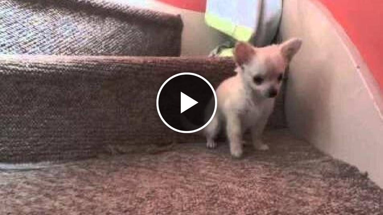 Can Chihuahuas Climb Stairs?