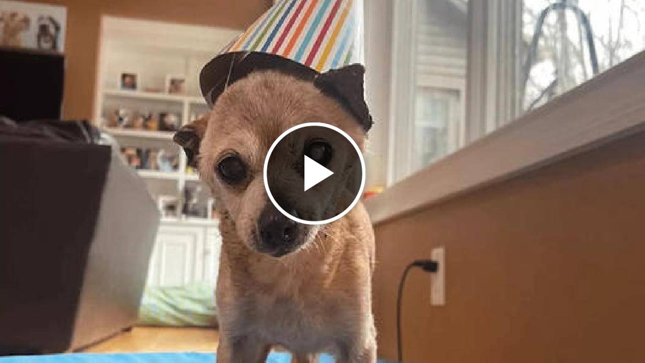 Bobo, The Forever Immortal Chihuahua, Turns 23!

