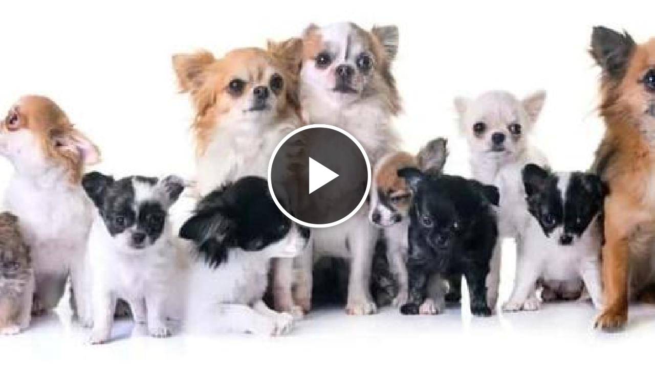 Types of Chihuahua: Everything You Need to Know About Different Chihuahuas