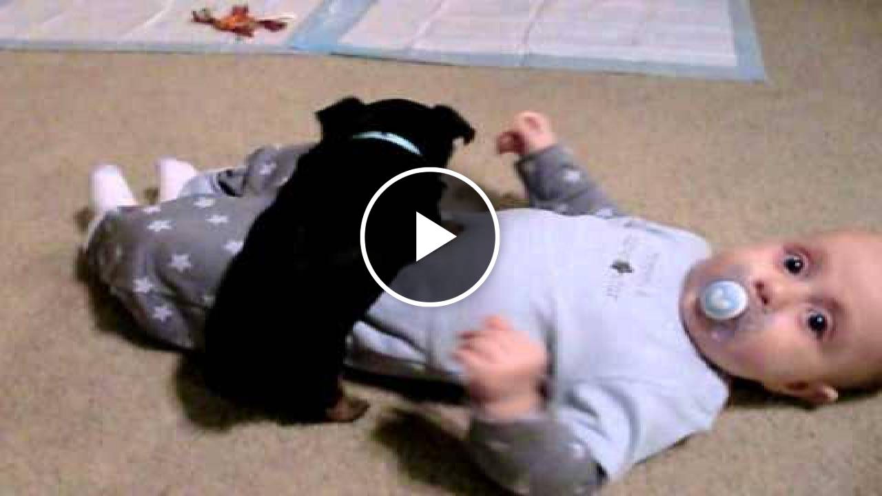 Priceless Yorkie Puppy Puppies Playing with newborn baby