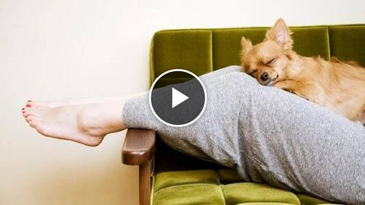 Why Chihuahuas Sleep Between Your Legs
