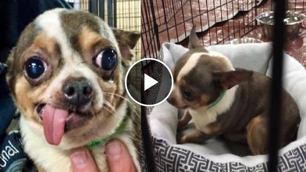 Chihuahua Enamored with Own Bed After Being Rescued
