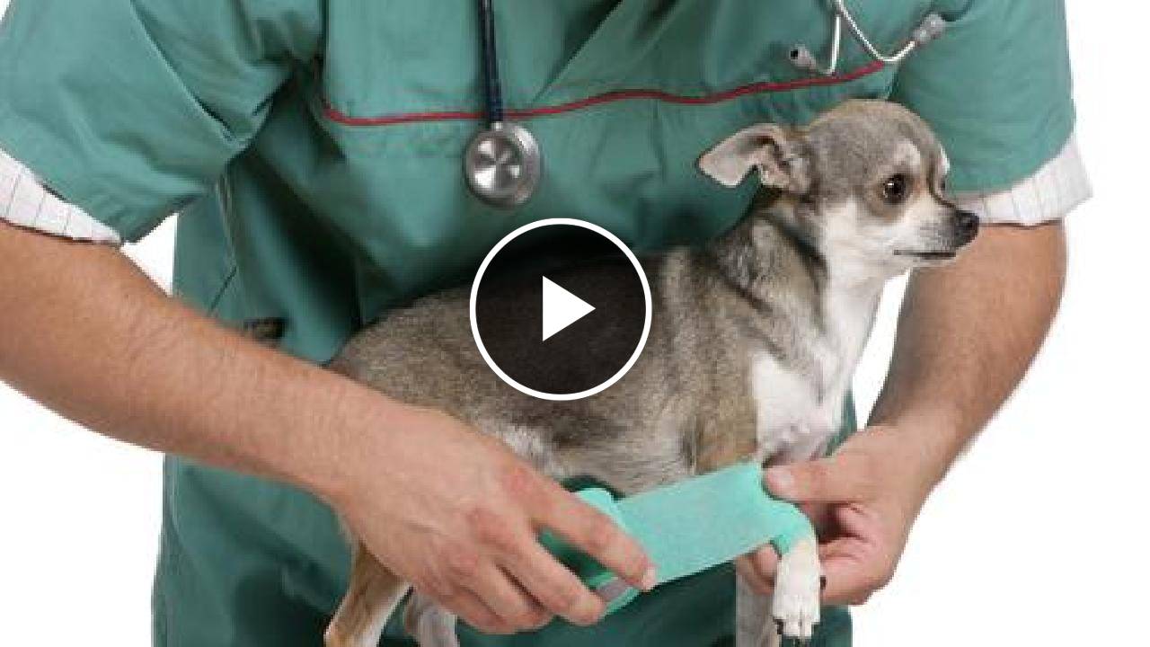 12 Signs Your Chihuahua Needs To Go To The Vet