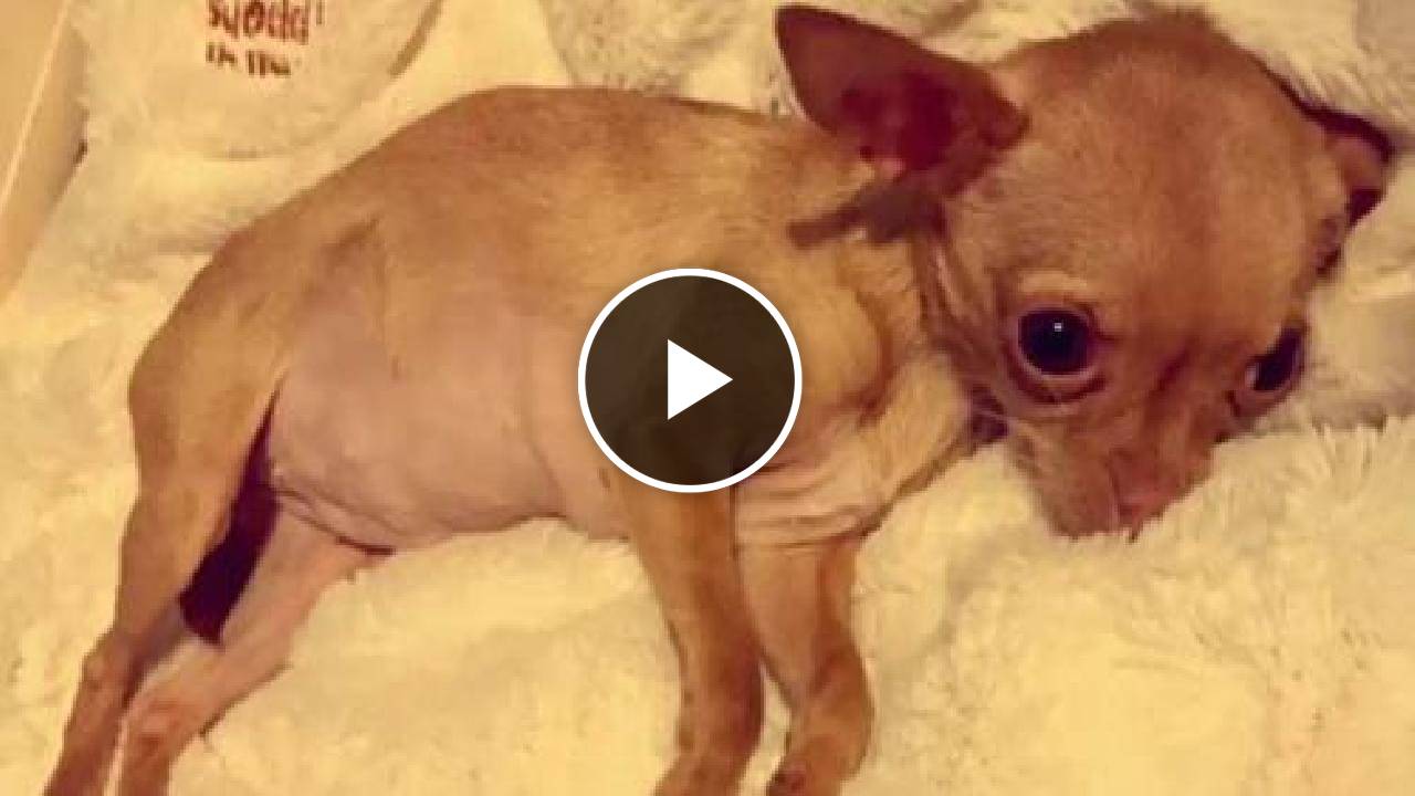 Shaking Chihuahua Rescued from Puppy Mill
