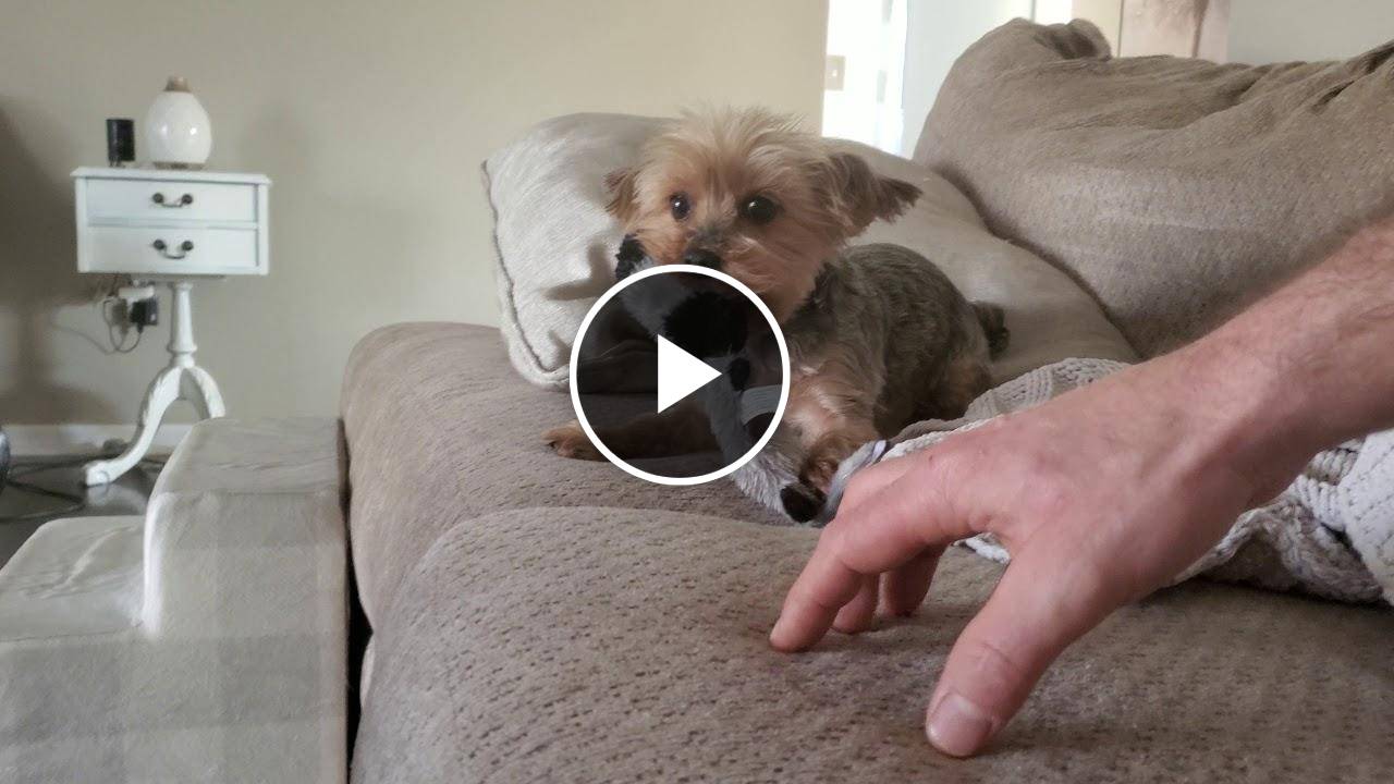 Yorkie Dog Going INSANE 🐕 Wants Squeaky Toy