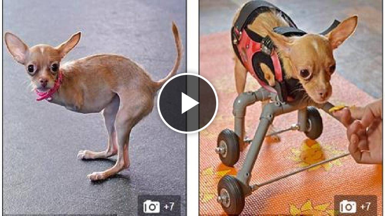 Chihuahua with No Front Legs Gets Custom Wheelie Vest