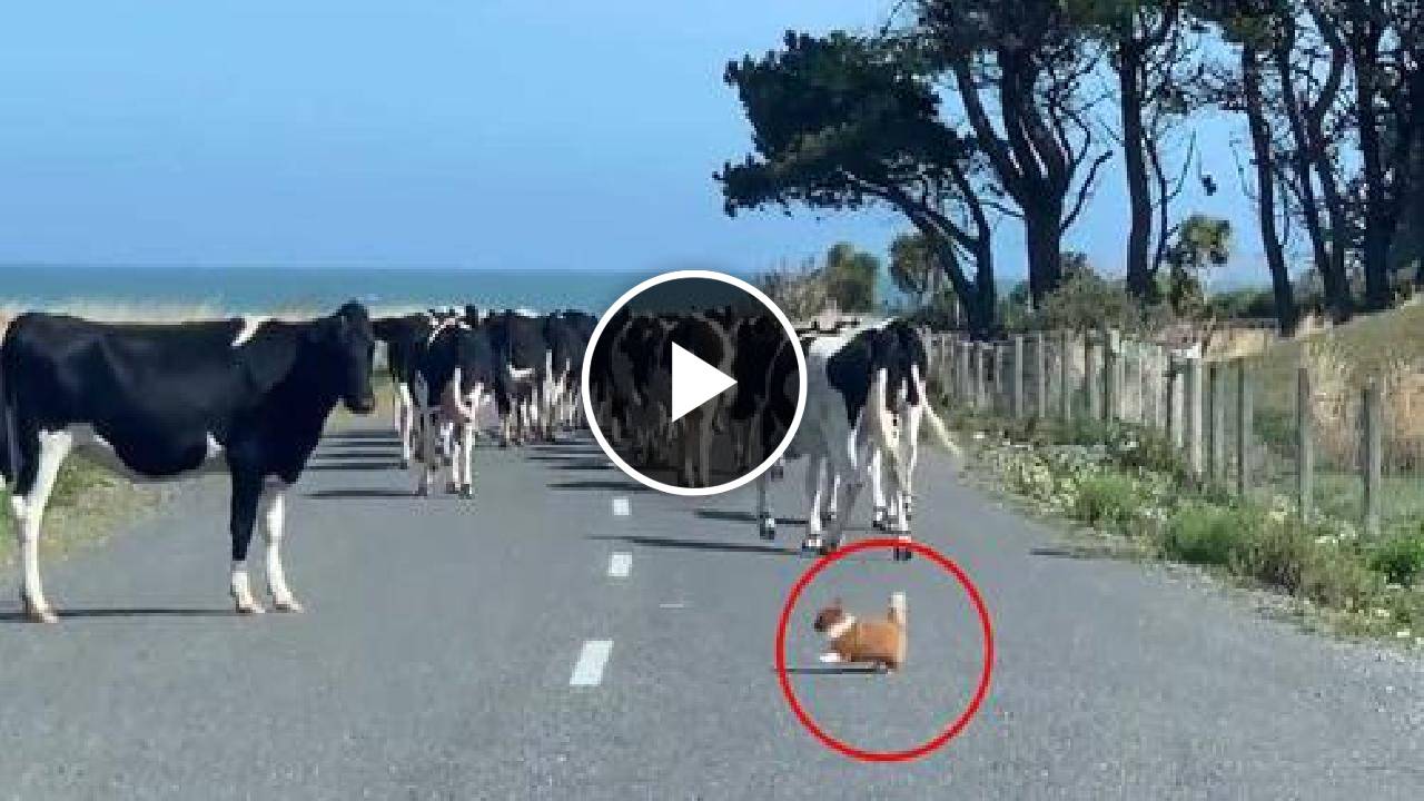 These Cows are Being Herded By a Pomeranian Chihuahua
