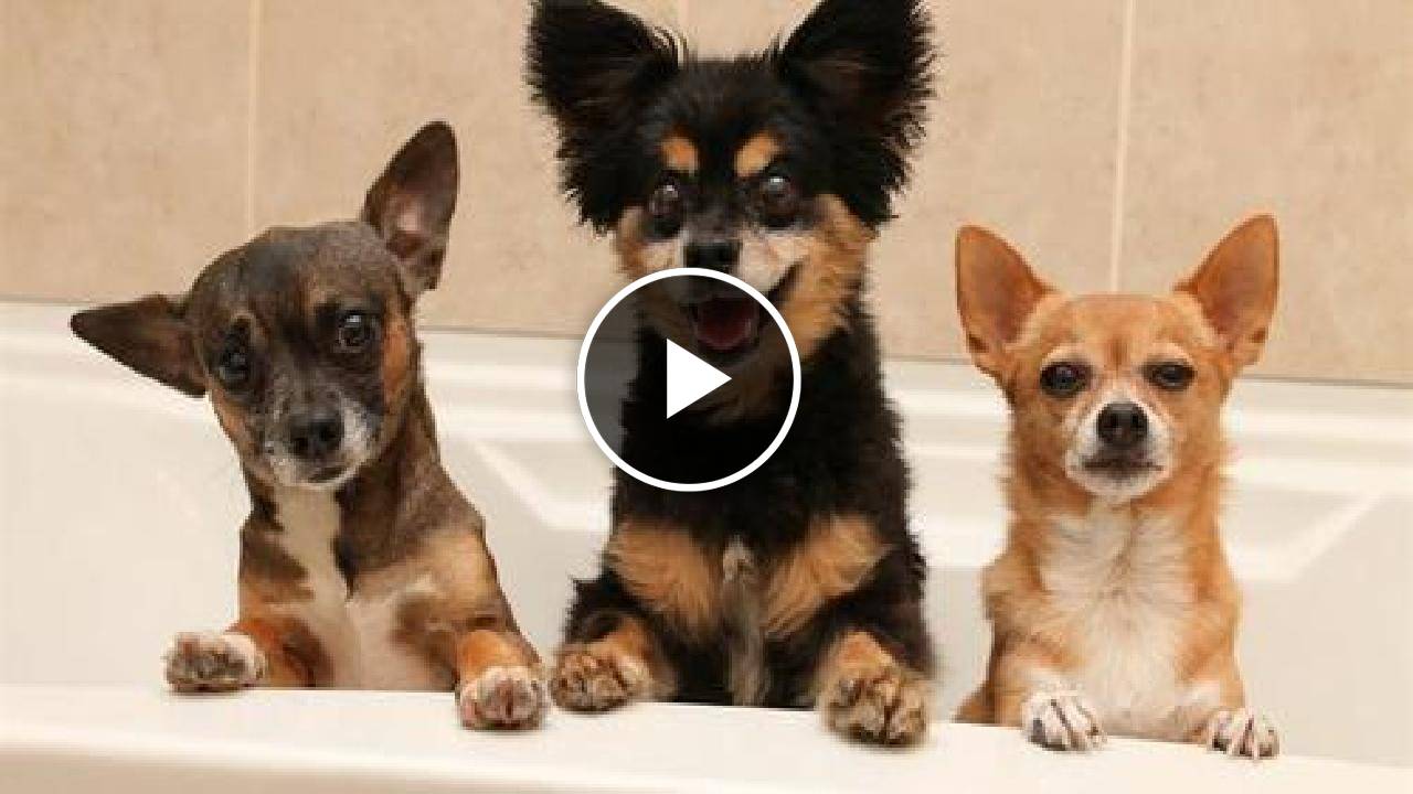 13 Different Chihuahua Types