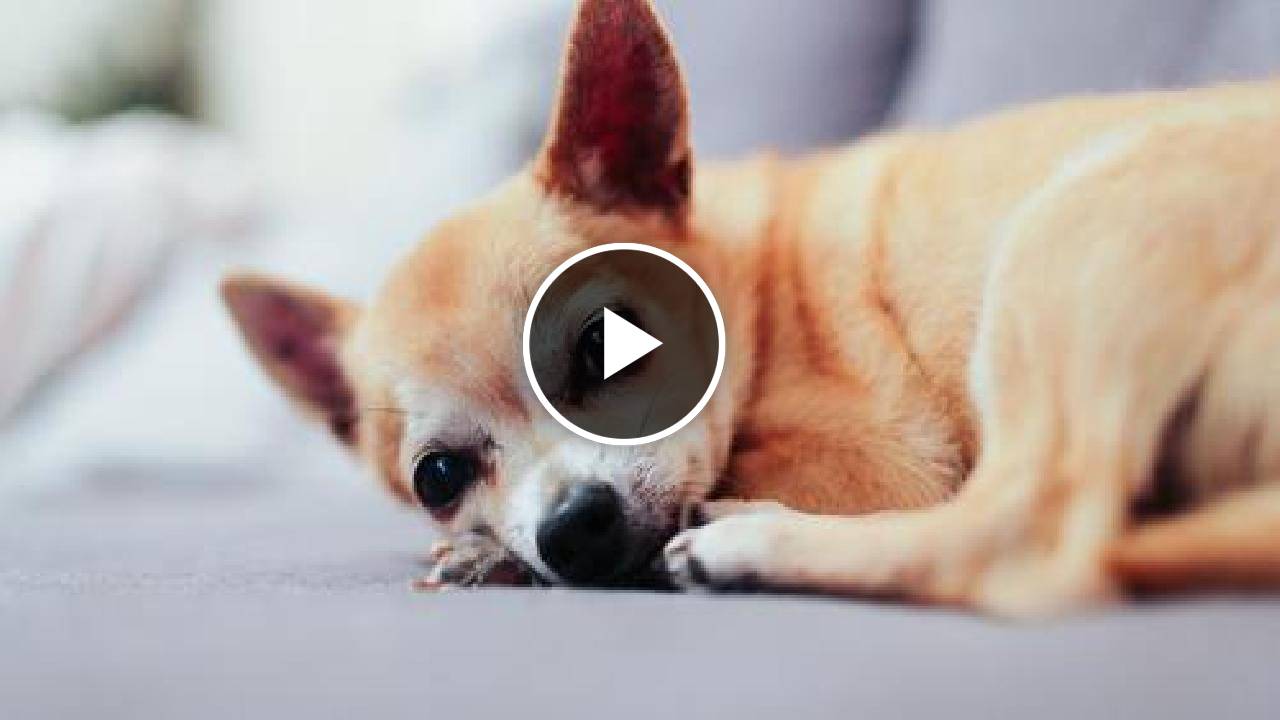 Chihuahua Lifespan – How Long Do Chihuahuas Live?